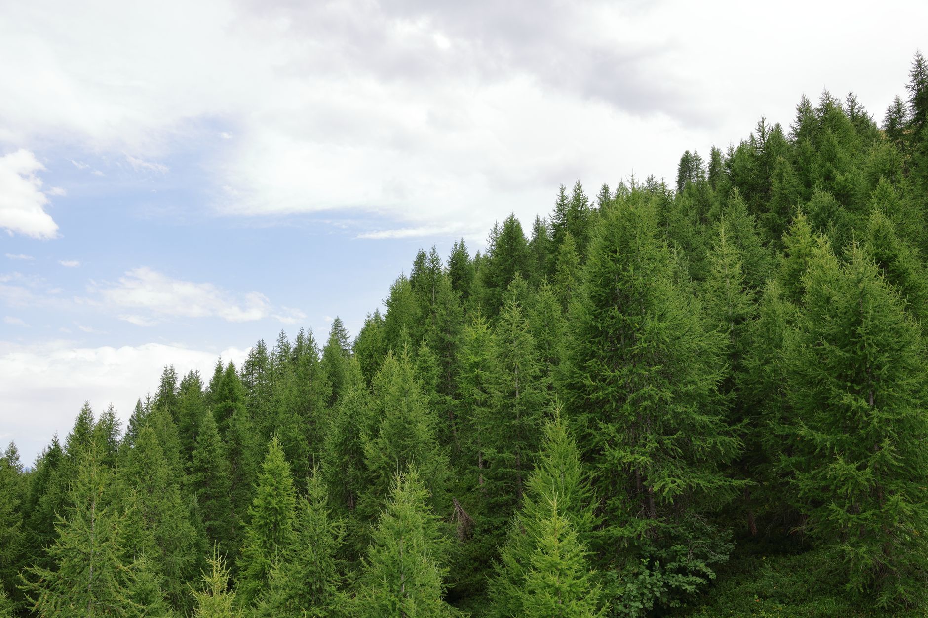 A conifer forest covering a hillside