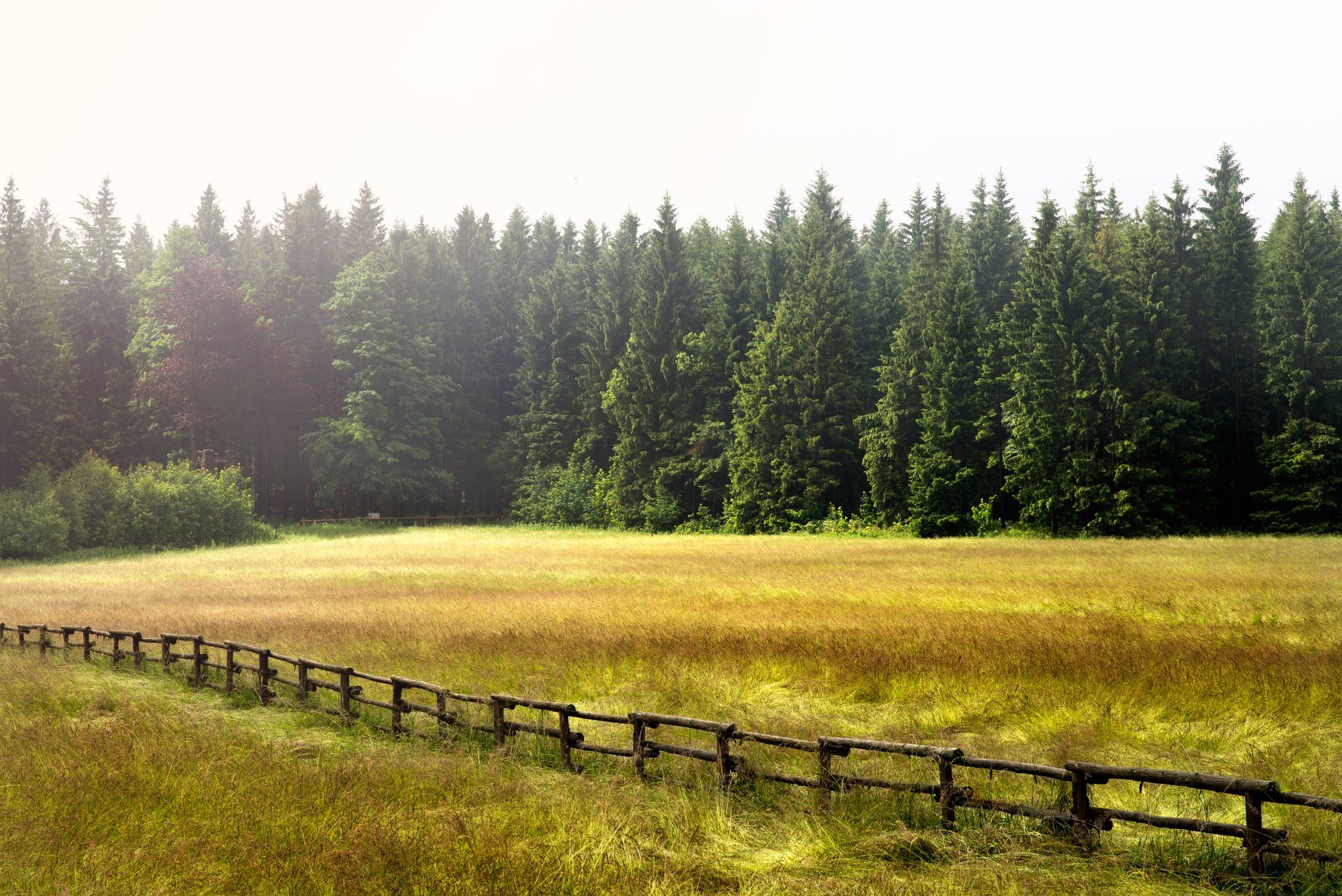 A fenced meadow meeting a wall of conifers