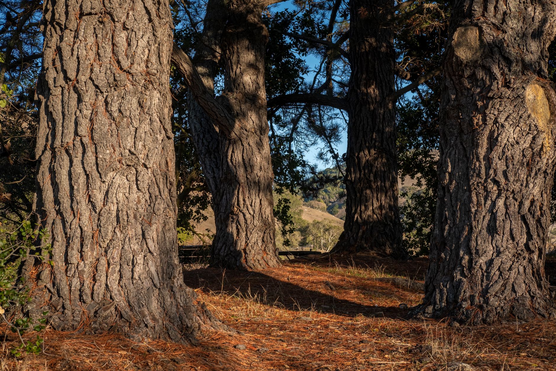 Mature pine trunks in open forest